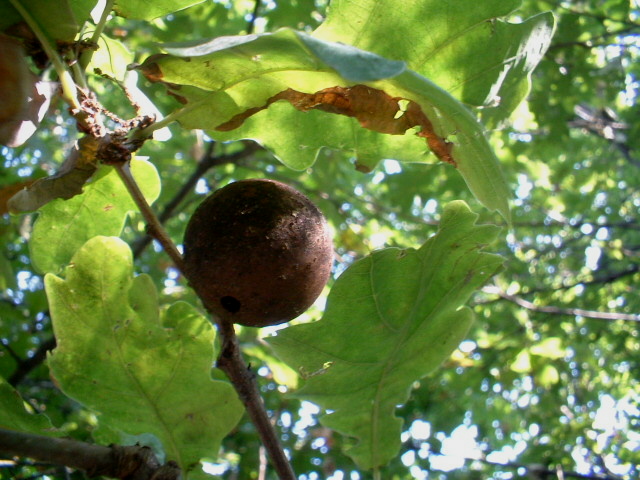 Galle: Andricus quercuscalicis e A. kollari